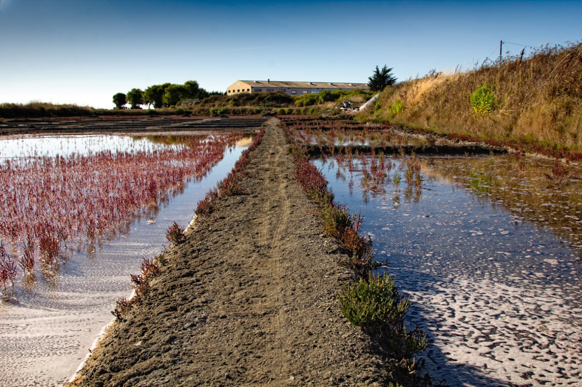 The salt marshes of Guérande